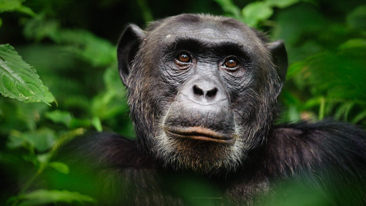 Uganda Primates Tour 5-Day Safari