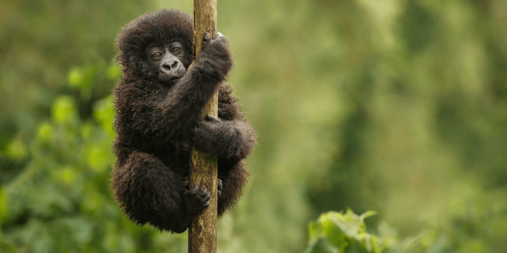 Deks Uganda Tours