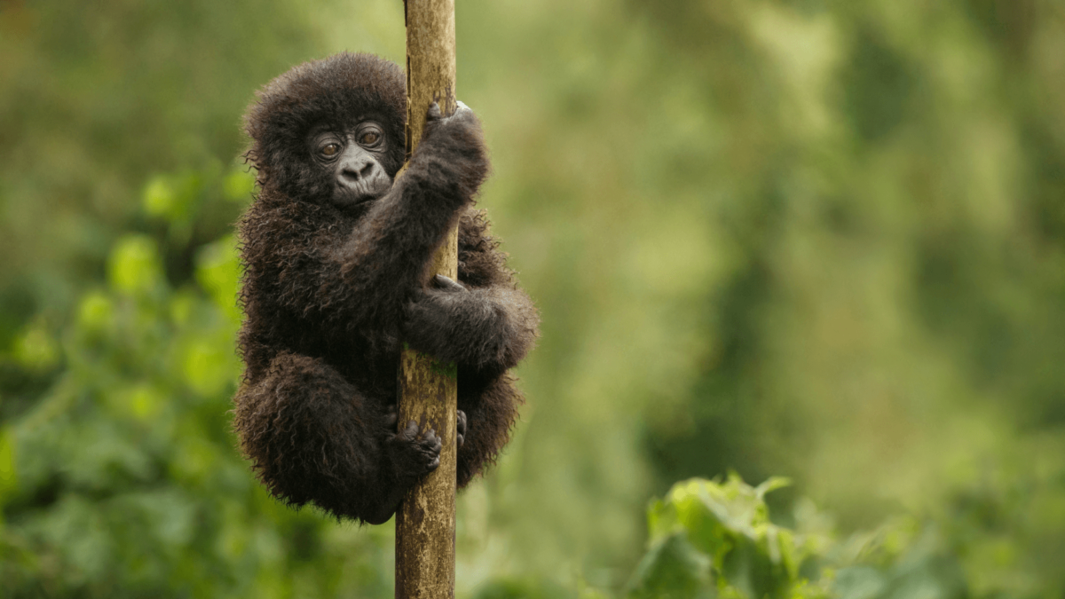 Deks Uganda Tours