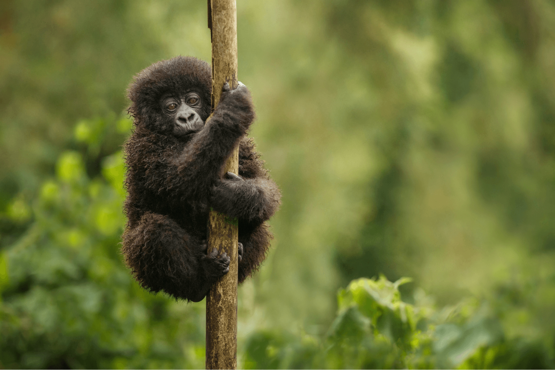 What is a Gorilla Trekking Permit?