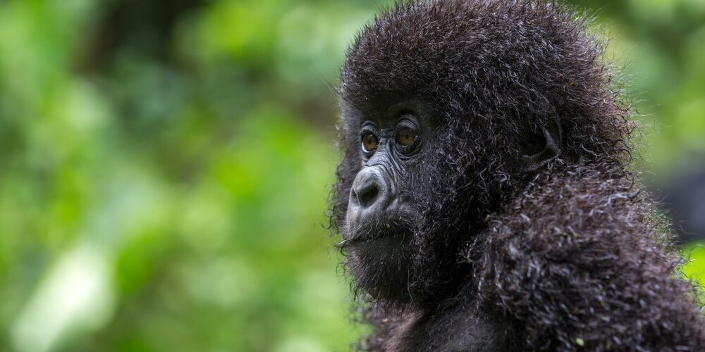 Rwanda Primates Tour