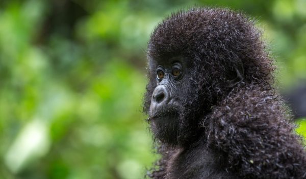 Rwanda Primates Tour