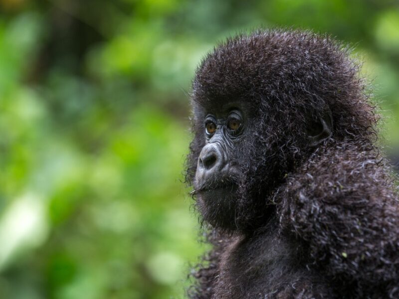 Rwanda Primates Tour