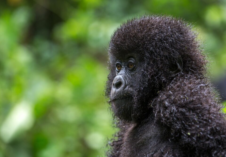 Can I Go Gorilla Trekking in Uganda from Austria