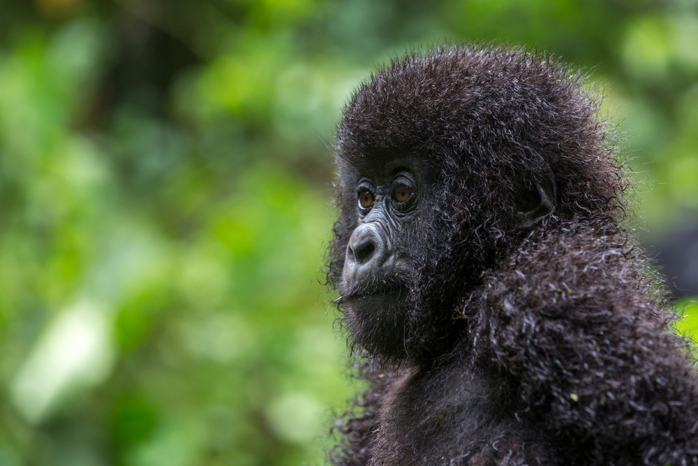 Rwanda Primates Tour 