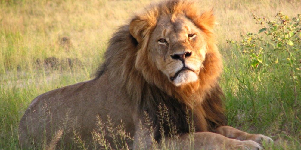 Uganda wildlife safaris