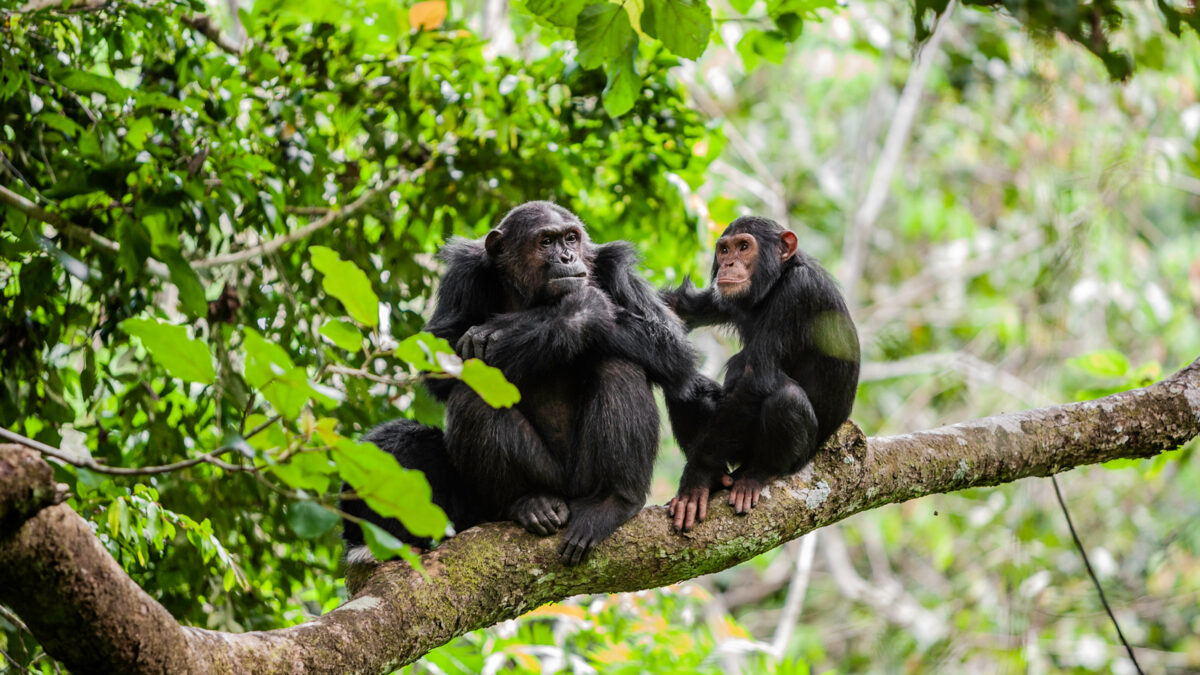 best-of-6-day-rwanda-primates-tour