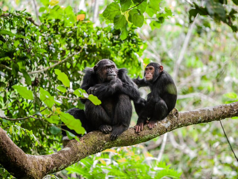 chimpanzee Trekking in Kibale Forest