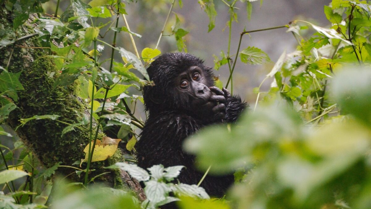 Gorilla Habituation Experience