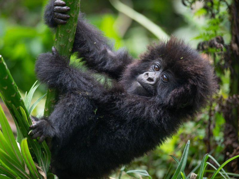 Mountain Gorilla Trekking in Bwindi