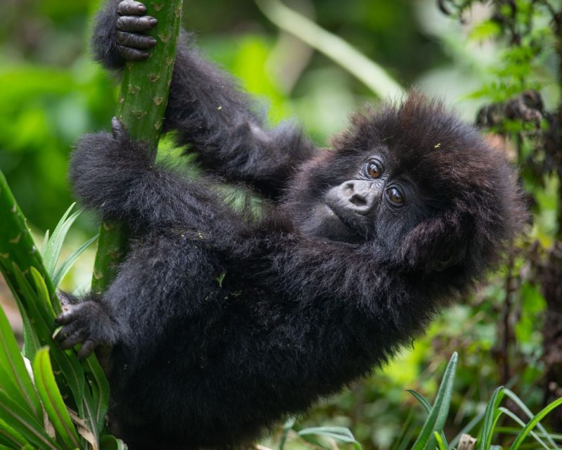 Mountain Gorilla Trekking in Bwindi