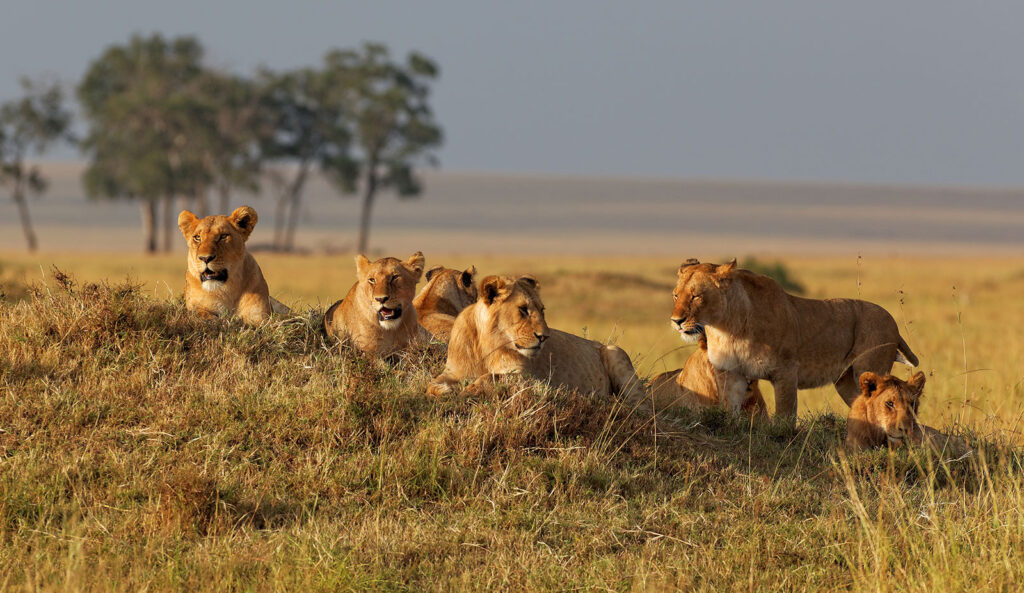 Wildlife Safari Rwanda