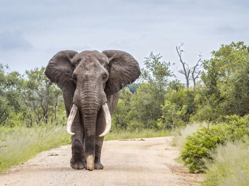 Uganda Tours