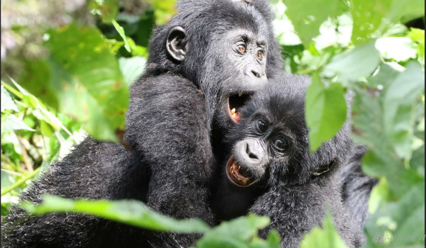 Uganda Tours