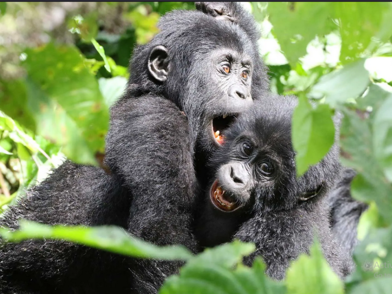 Uganda Tours