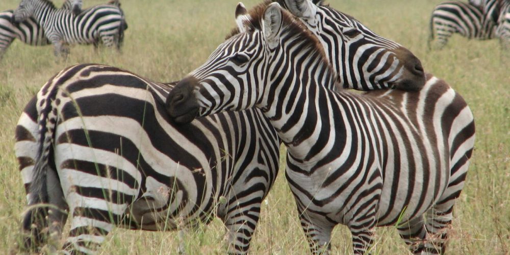 Deks Africa Tours