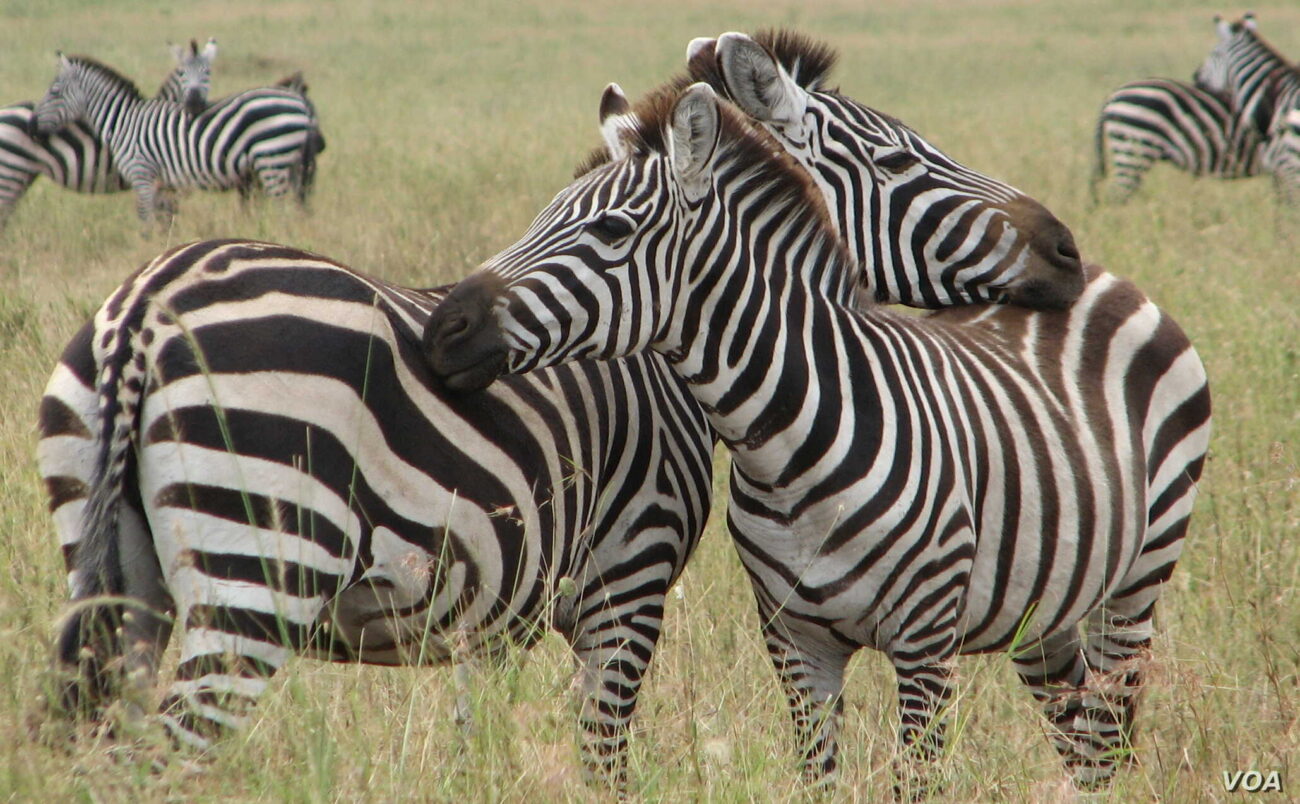 12-Day Tanzania Uganda Safari