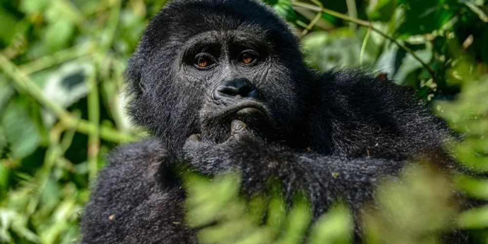 Gorilla Trekking in Uganda