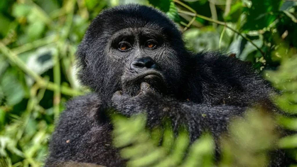 Rwanda Gorilla Trekking tour