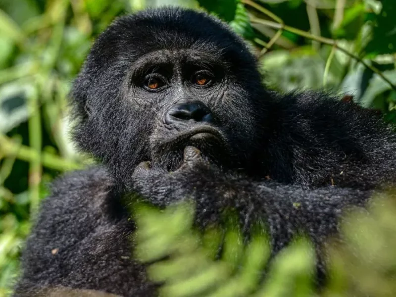 Gorilla Trekking in Uganda