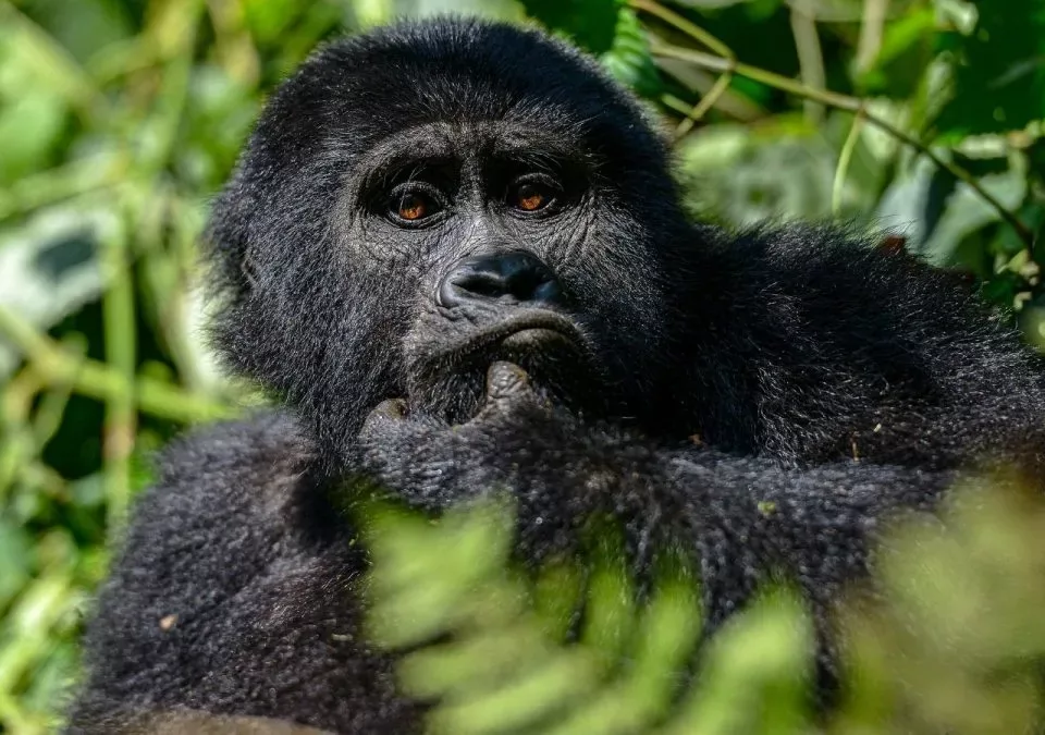 Gorilla Trekking in Uganda