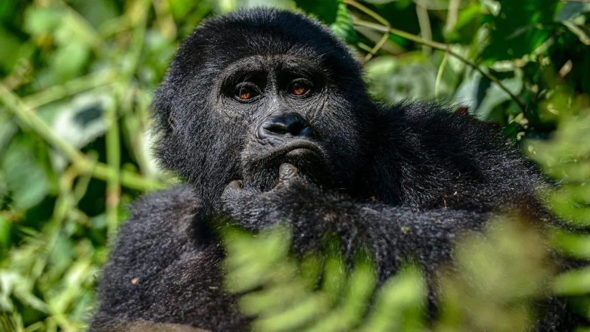 Uganda Gorilla Safaris