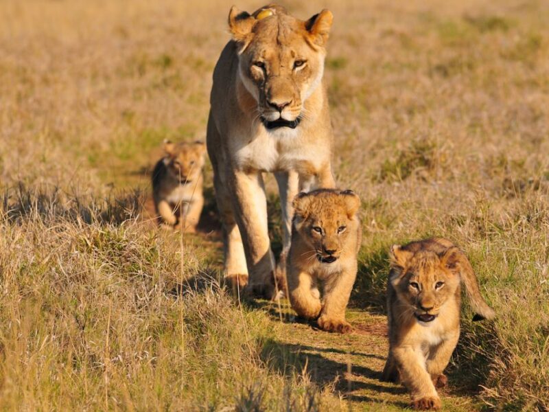 Uganda Wildlife Tours
