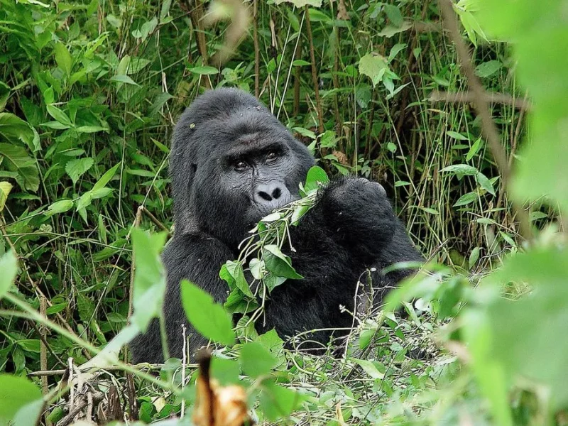 Uganda Tours