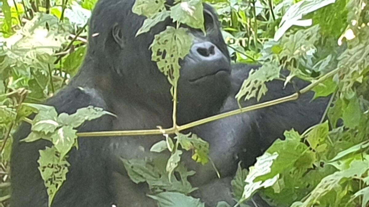 Mountain Gorilla Trekking in Uganda