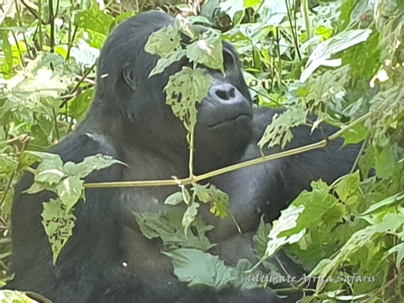 Mountain Gorilla Trekking in Uganda