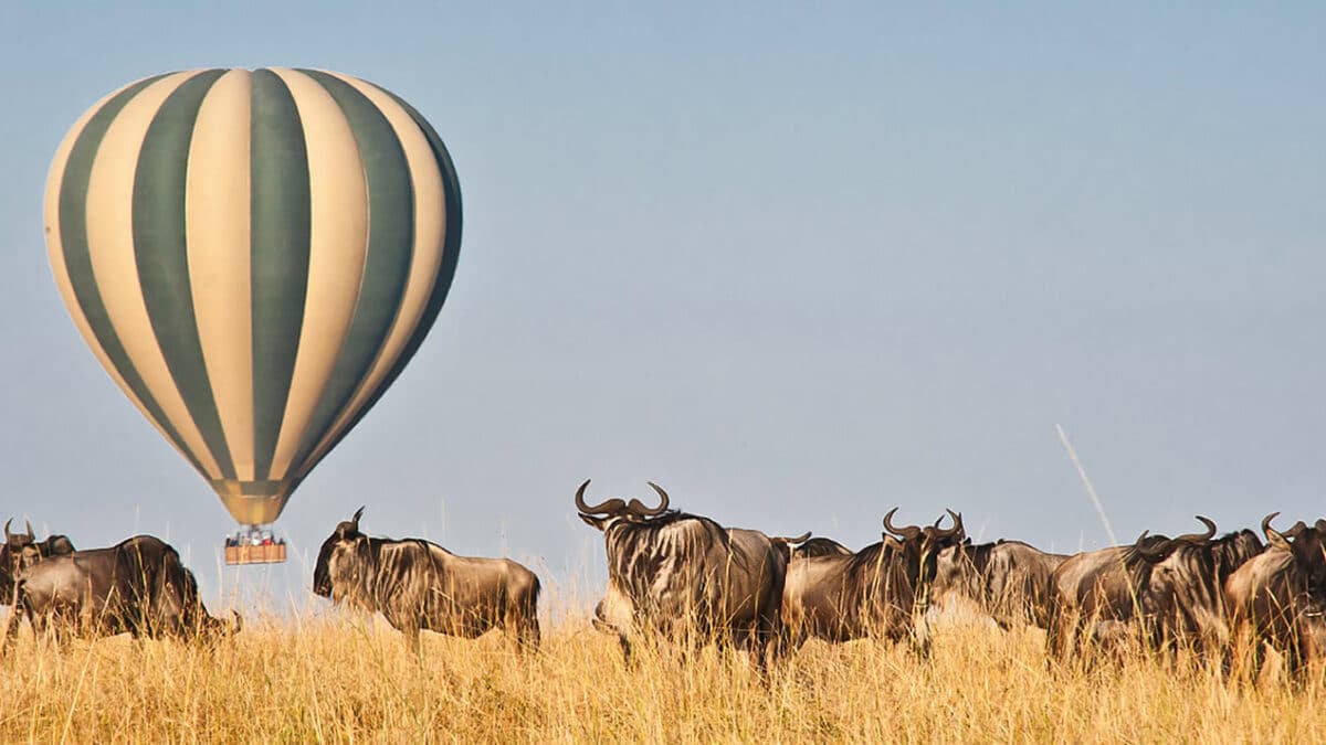 Is Gorilla Trekking in Rwanda Possible from Masai Mara?