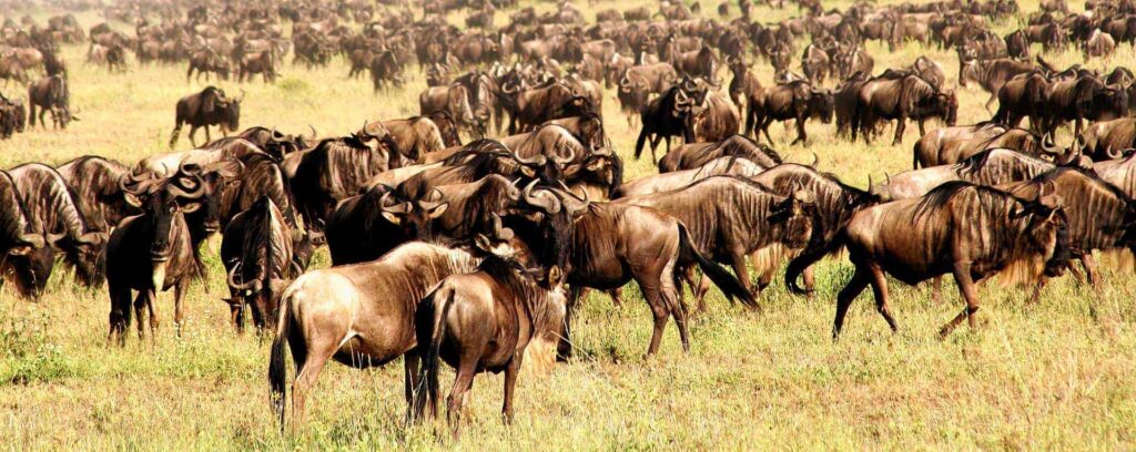 East Africa Safari 