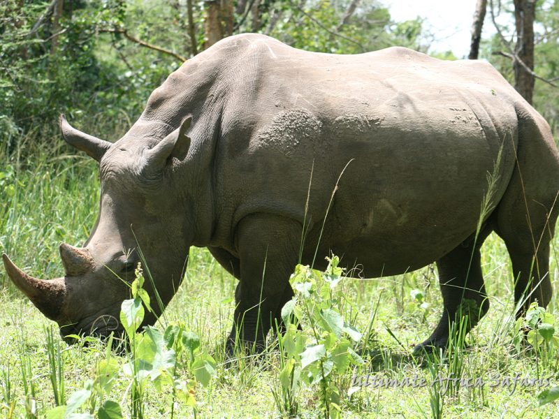 Ziwa Rhino Sanctuary