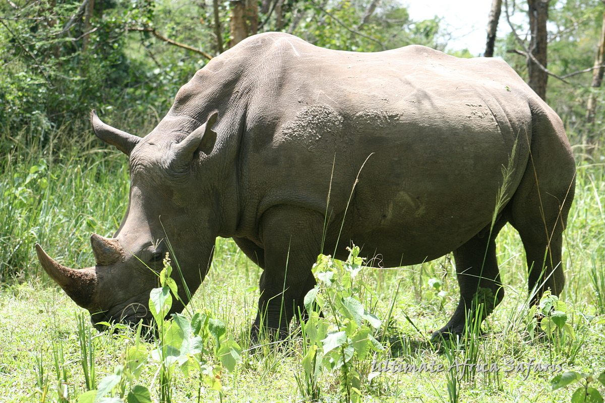 Ziwa Rhino Sanctuary