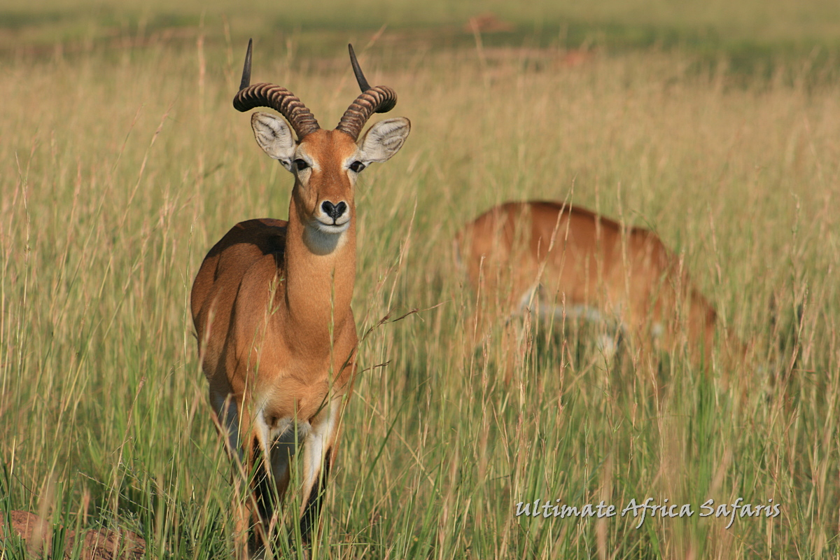 Katonga Wildlife Reserve