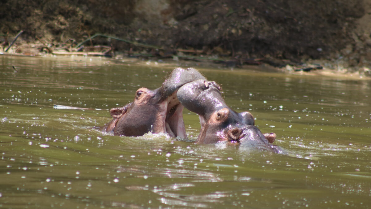 Uganda Safaris