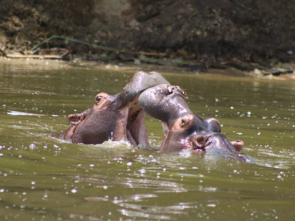 Uganda Safaris
