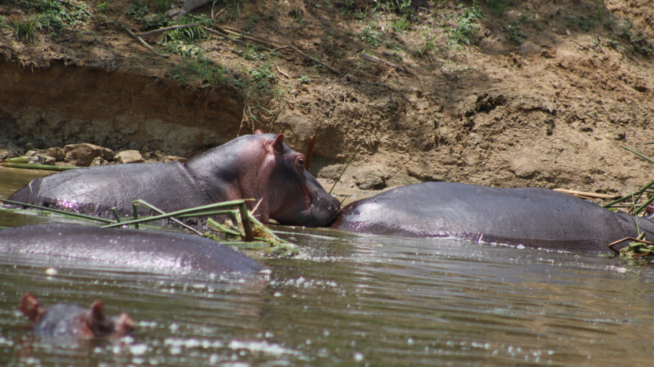 Selous Game Reserve