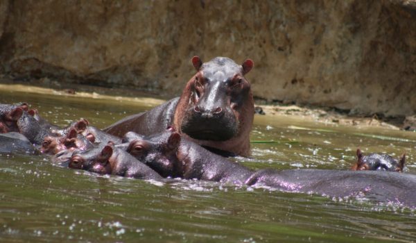 Africa Safaris Tour Holidays