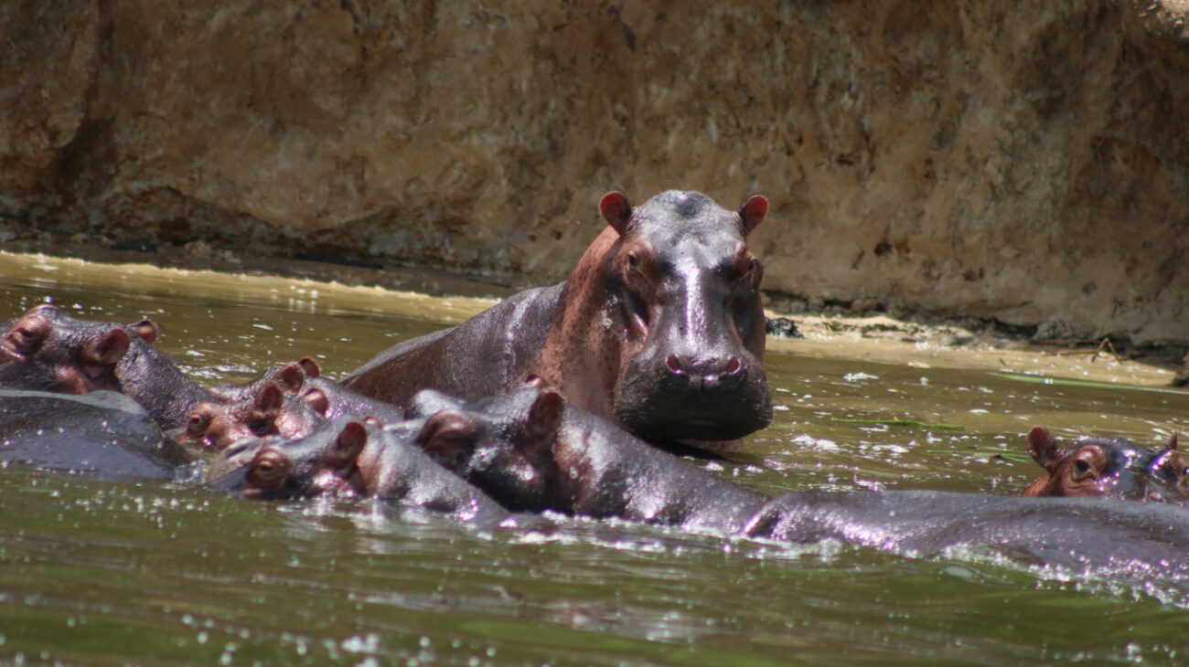 Uganda Safari Holiday