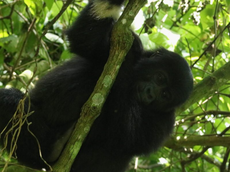 Gorilla Trekking in Africa