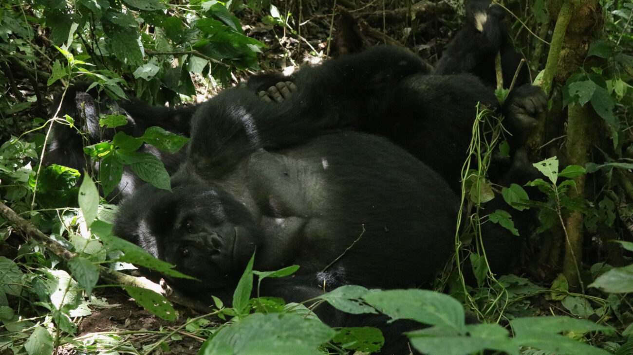 Bwindi Impenetrable Forest National Park