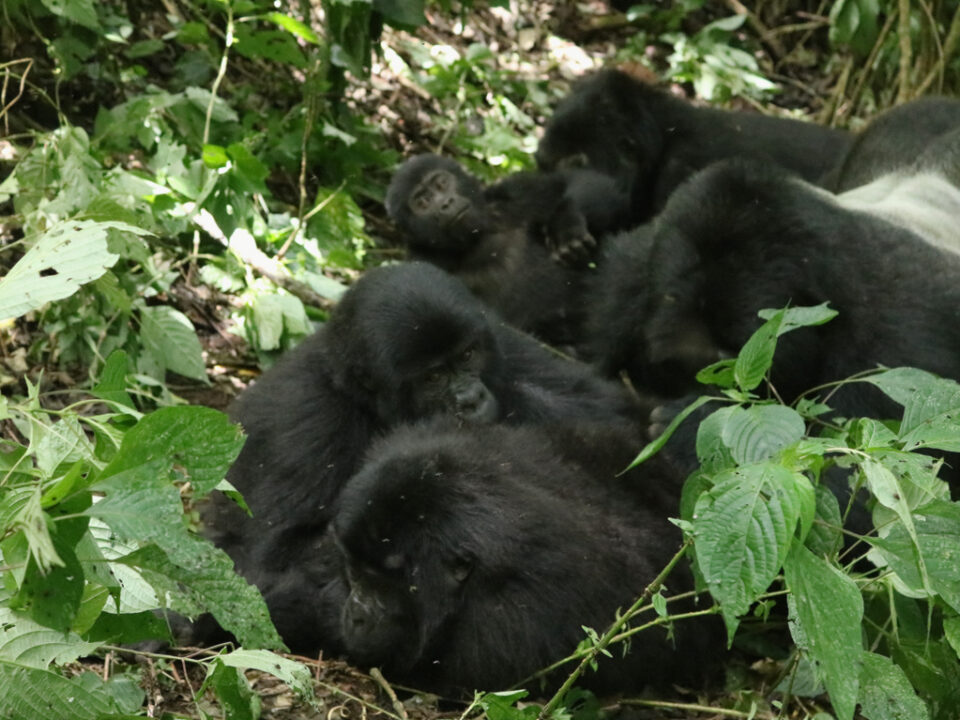 Gorilla Trekking in Uganda from Italy