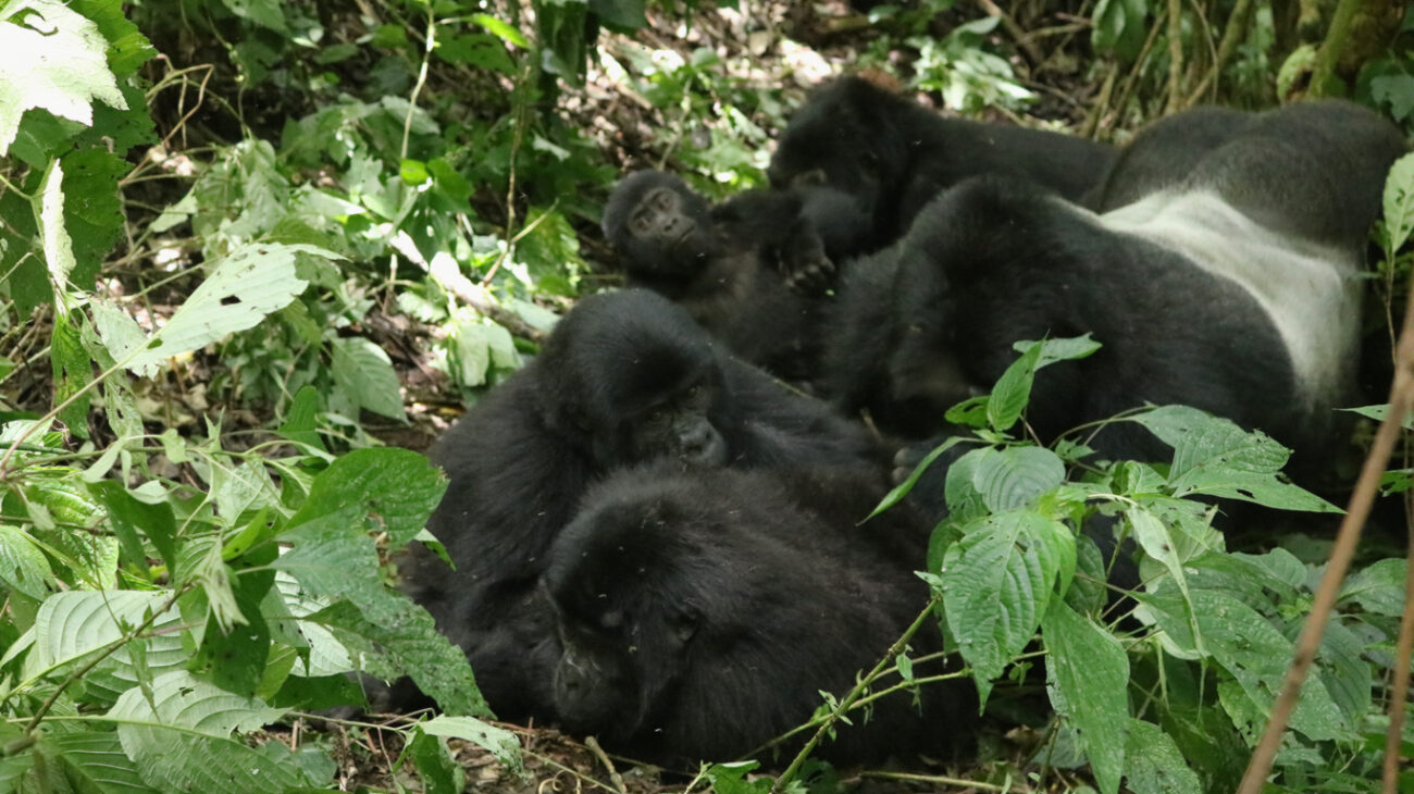 Bwindi Impenetrable forest