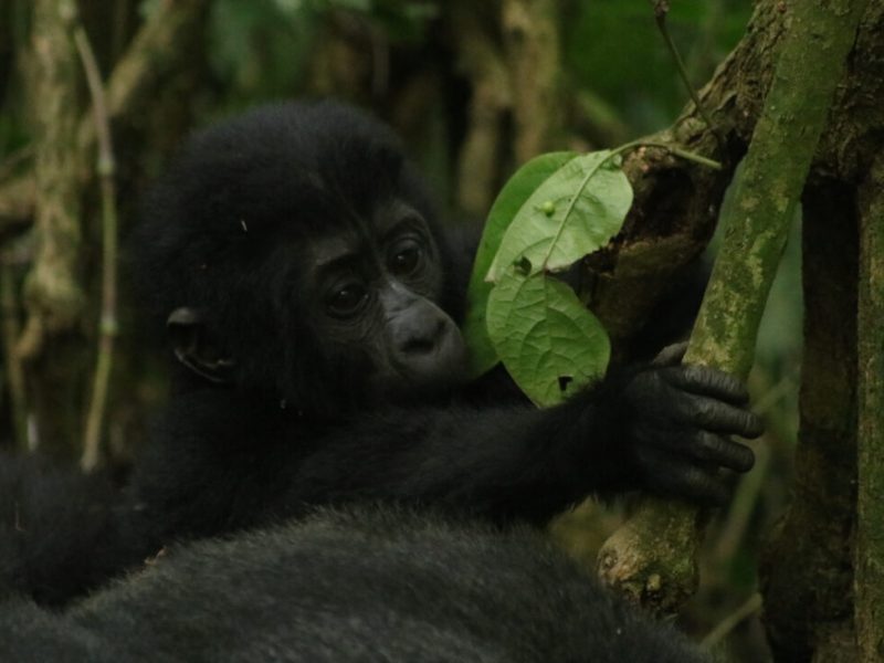 Congo Gorilla Trekking Safari