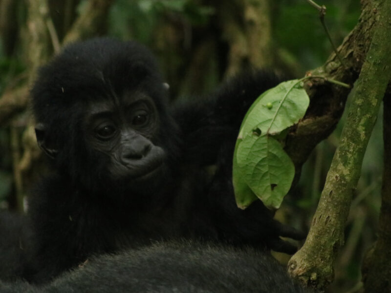 8 Days Uganda Gorilla Safari