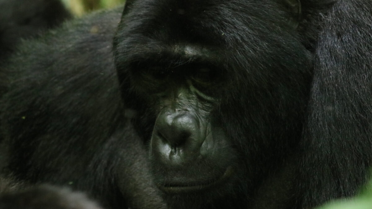 Mgahinga Gorilla National Park