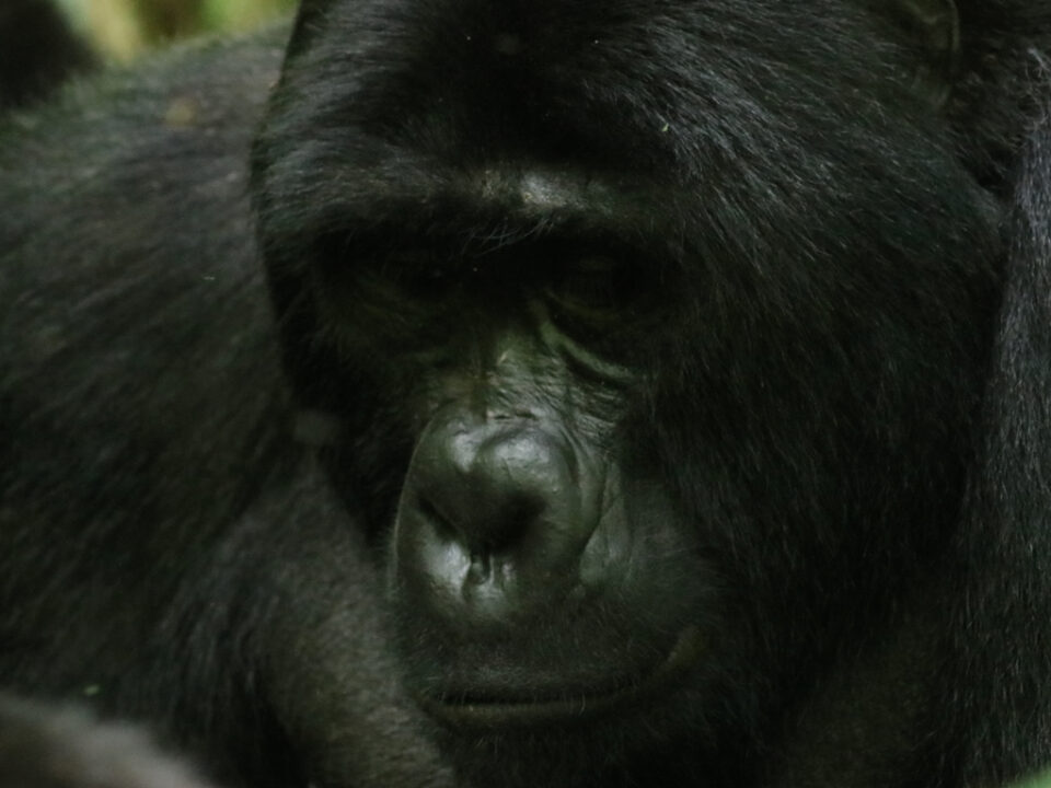 Mgahinga Gorilla National Park
