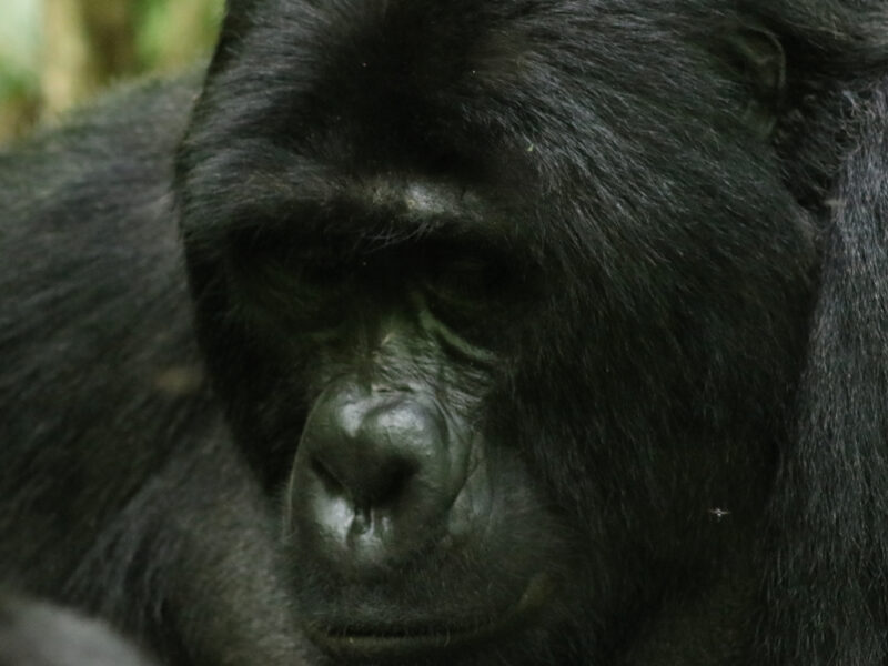 Congo Gorilla Trekking Safari