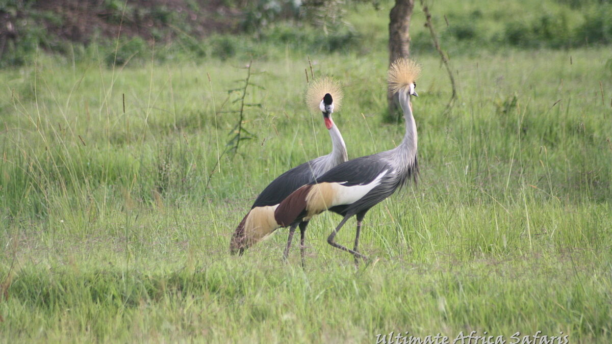 Birding Safaris in Uganda